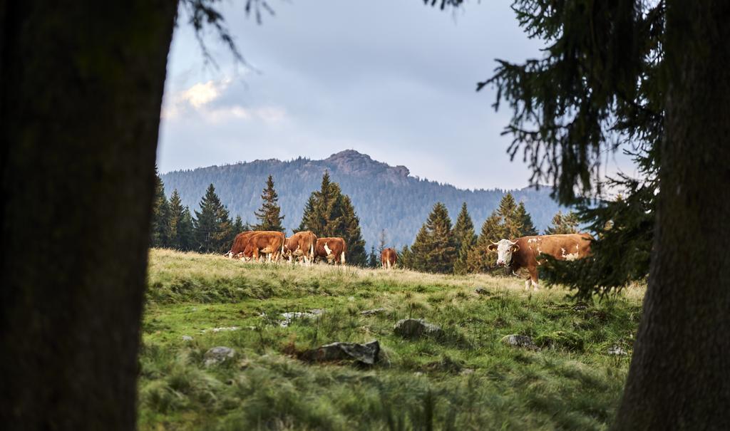 Hotel Rehwinkel Bodenmais Exteriér fotografie